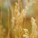 Păcănele Bonus Fara Depunere